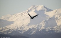 Free Bird