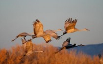 Birds-Sandhill-Cranes-i